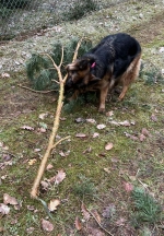 vom Trojangold, hodowla Owczarków Niemieckich Długowłosych