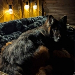 vom Trojangold, hodowla Owczarków Niemieckich Długowłosych