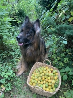 vom Trojangold, hodowla Owczarków Niemieckich Długowłosych