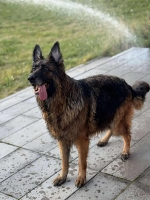 vom Trojangold, hodowla Owczarków Niemieckich Długowłosych