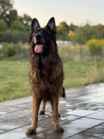 vom Trojangold, hodowla Owczarków Niemieckich Długowłosych