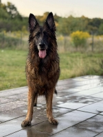 vom Trojangold, hodowla Owczarków Niemieckich Długowłosych