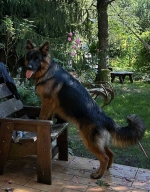 vom Trojangold, hodowla Owczarków Niemieckich Długowłosych