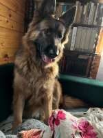 vom Trojangold, hodowla Owczarków Niemieckich Długowłosych