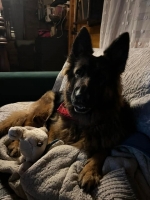 vom Trojangold, hodowla Owczarków Niemieckich Długowłosych