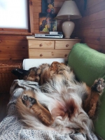 vom Trojangold, hodowla Owczarków Niemieckich Długowłosych