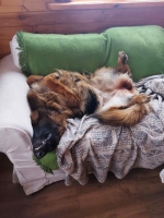 vom Trojangold, hodowla Owczarków Niemieckich Długowłosych