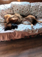 vom Trojangold, hodowla Owczarków Niemieckich Długowłosych