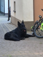 vom Trojangold, hodowla Owczarków Niemieckich Długowłosych