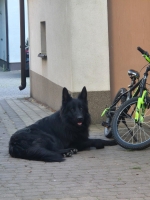 vom Trojangold, hodowla Owczarków Niemieckich Długowłosych