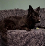 vom Trojangold, hodowla Owczarków Niemieckich Długowłosych