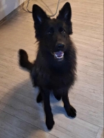 vom Trojangold, hodowla Owczarków Niemieckich Długowłosych