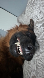 vom Trojangold, hodowla Owczarków Niemieckich Długowłosych