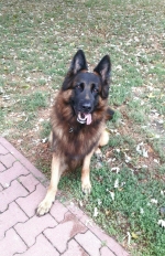 vom Trojangold, hodowla Owczarków Niemieckich Długowłosych