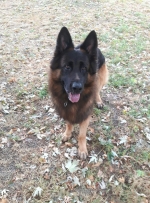 vom Trojangold, hodowla Owczarków Niemieckich Długowłosych