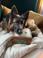 vom Trojangold, hodowla Owczarków Niemieckich Długowłosych