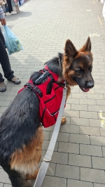 vom Trojangold, hodowla Owczarków Niemieckich Długowłosych