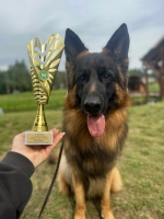 vom Trojangold, hodowla Owczarków Niemieckich Długowłosych