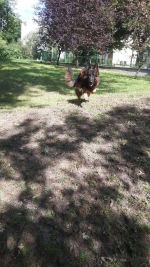 vom Trojangold, hodowla Owczarków Niemieckich Długowłosych