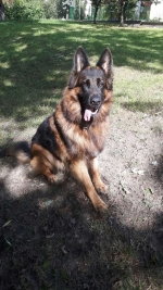 vom Trojangold, hodowla Owczarków Niemieckich Długowłosych