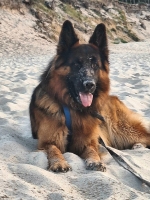 vom Trojangold, hodowla Owczarków Niemieckich Długowłosych