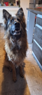 vom Trojangold, hodowla Owczarków Niemieckich Długowłosych