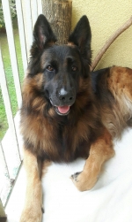 vom Trojangold, hodowla Owczarków Niemieckich Długowłosych