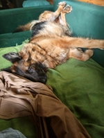 vom Trojangold, hodowla Owczarków Niemieckich Długowłosych