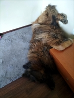 vom Trojangold, hodowla Owczarków Niemieckich Długowłosych