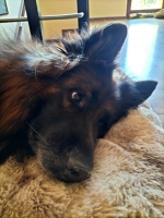 vom Trojangold, hodowla Owczarków Niemieckich Długowłosych