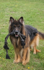 vom Trojangold, hodowla Owczarków Niemieckich Długowłosych