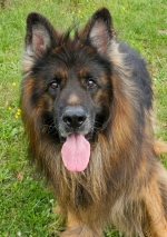 vom Trojangold, hodowla Owczarków Niemieckich Długowłosych