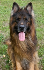 vom Trojangold, hodowla Owczarków Niemieckich Długowłosych