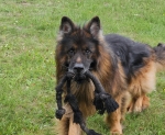 vom Trojangold, hodowla Owczarków Niemieckich Długowłosych