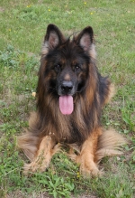 vom Trojangold, hodowla Owczarków Niemieckich Długowłosych