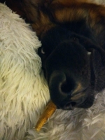 vom Trojangold, hodowla Owczarków Niemieckich Długowłosych