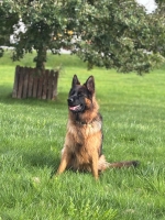 vom Trojangold, hodowla Owczarków Niemieckich Długowłosych