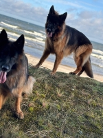 vom Trojangold, hodowla Owczarków Niemieckich Długowłosych