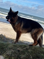 vom Trojangold, hodowla Owczarków Niemieckich Długowłosych