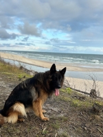 vom Trojangold, hodowla Owczarków Niemieckich Długowłosych