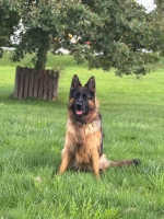 vom Trojangold, hodowla Owczarków Niemieckich Długowłosych