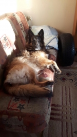 vom Trojangold, hodowla Owczarków Niemieckich Długowłosych