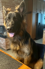 vom Trojangold, hodowla Owczarków Niemieckich Długowłosych