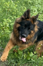 vom Trojangold, hodowla Owczarków Niemieckich Długowłosych