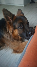 vom Trojangold, hodowla Owczarków Niemieckich Długowłosych