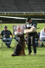 vom Trojangold, hodowla Owczarków Niemieckich Długowłosych