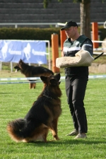 vom Trojangold, hodowla Owczarków Niemieckich Długowłosych