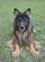 vom Trojangold, hodowla Owczarków Niemieckich Długowłosych