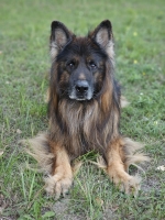 vom Trojangold, hodowla Owczarków Niemieckich Długowłosych