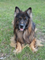 vom Trojangold, hodowla Owczarków Niemieckich Długowłosych